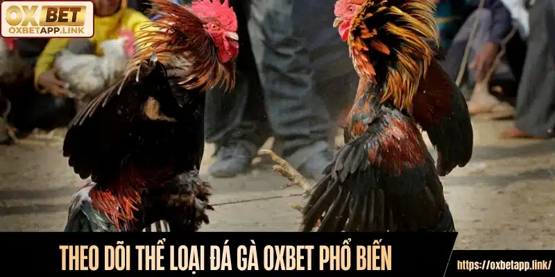 Theo dõi thể loại đá gà Oxbet phổ biến